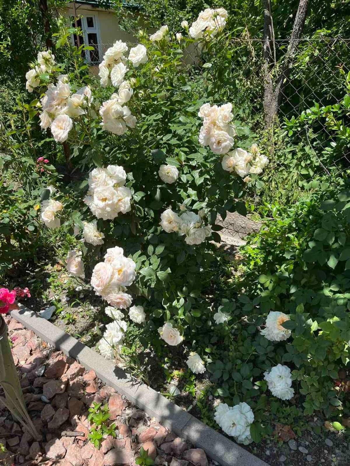 Ekas Rosengarten Gori Exteriér fotografie
