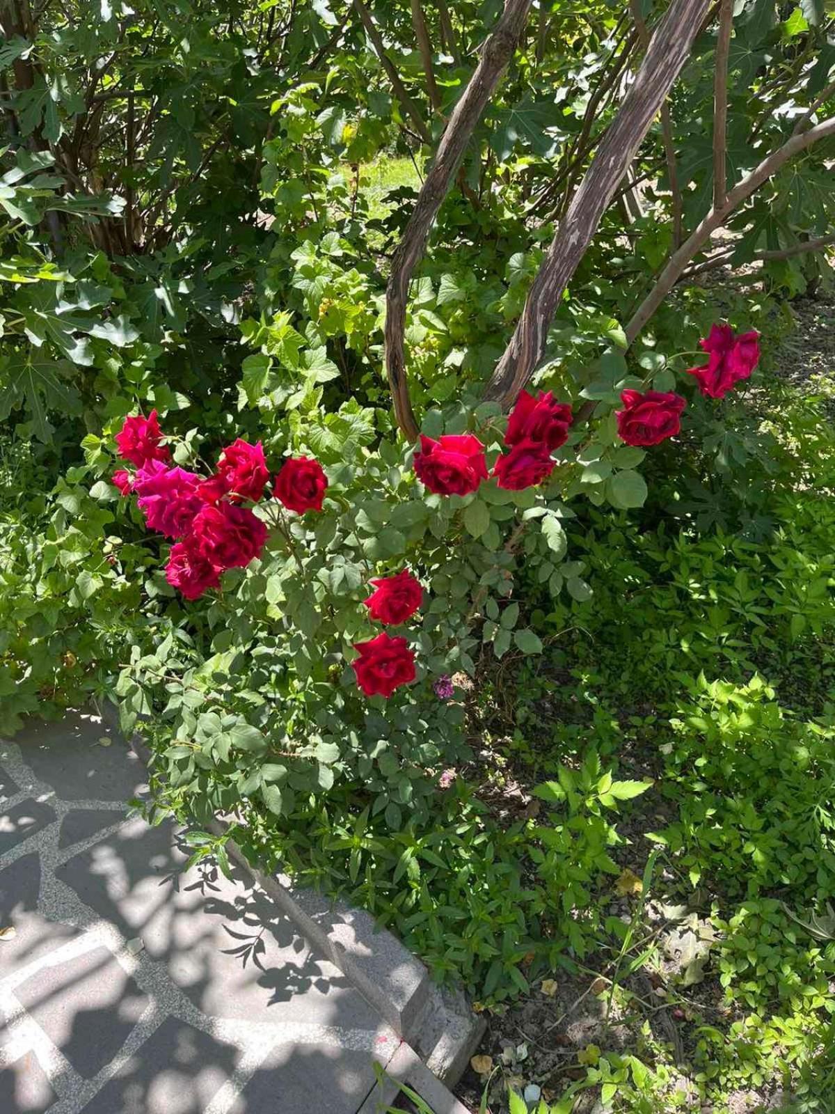 Ekas Rosengarten Gori Exteriér fotografie